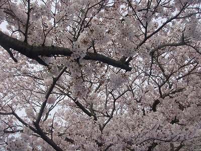 桜　一色町