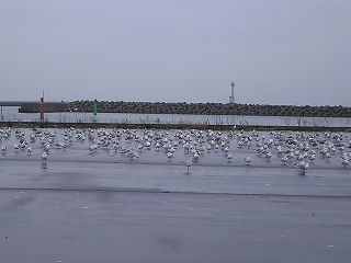 2月15日　カモメ.jpg