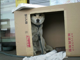 粕谷石油　番犬ちゃん