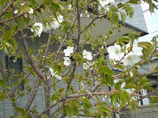 我が家の桜