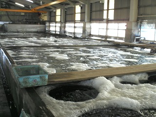 丸光水産　水槽　第２工場