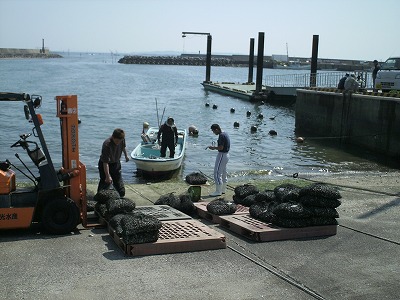 丸光水産　in吉田漁港