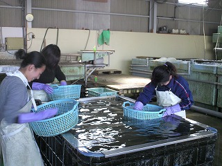 丸光水産　あさり選別１