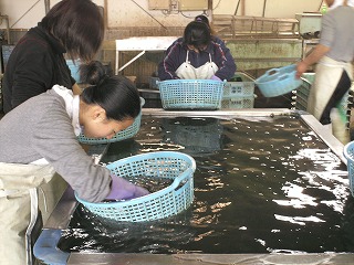 丸光水産　あさり選別２