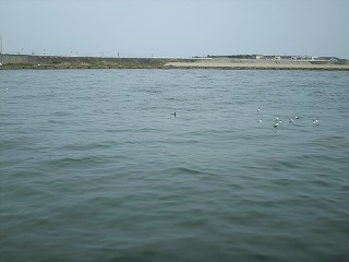 海鵜　ＶＳ　カモメ