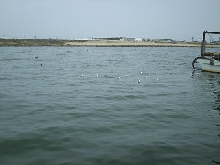 海鵜　ＶＳ　カモメ